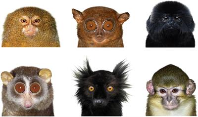 Judging Others by Your Own Standards: Attractiveness of Primate Faces as Seen by Human Respondents